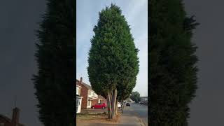 CUPRESSUS ARIZONICA  ARIZONA CYPRESS of Uk [upl. by Delfeena]