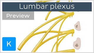 Lumbar plexus made easy preview  Human Anatomy  Kenhub [upl. by Eerihs18]