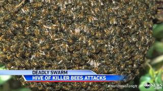 African Killer Bees Kill Landscaper in Tucson [upl. by Eelrebmyk387]