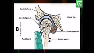 Temporomandibular Joint Histology practical Introduction [upl. by Sallyann]