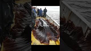 Giant Sea Monsters Caught by Fishermen 🐙🎣GiantSeaCreatures FishingDiscoveries OceanMysteries [upl. by Iahk]