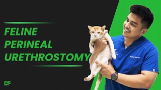 FELINE PERINEAL URETHROSTOMY [upl. by Oivat821]