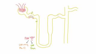 Role of Urea in the Kidney  Part 1 [upl. by Auvil]