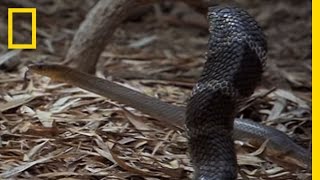 Cobra vs Rat Snake  National Geographic [upl. by Adamek]