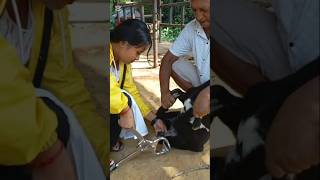 Castration in buck using Burdizzo shorts drpradipbhandari castration [upl. by Whitcomb]