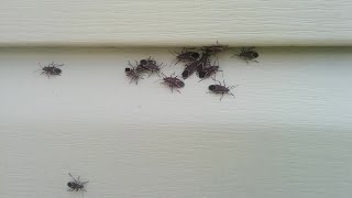 How To Quickly Kill Box Elder Bugs [upl. by Rai]