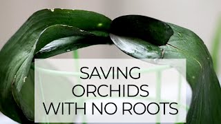 Saving Dehydrated Orchids with No Roots  Epic Orchid Rescue Episode 3 Rootless Phalaenopsis [upl. by Kayla364]