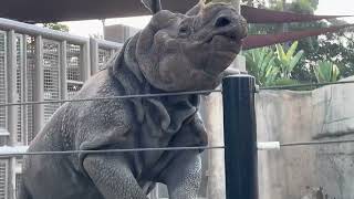 Rhino playing at the San Diego Zoo Part 1 [upl. by Eltsryk]