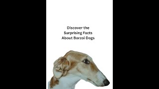 Discover the Surprising Facts About Borzoi Dogs [upl. by Thorlie]