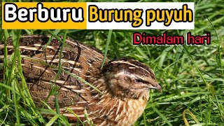 Berburu burung puyuh liar dimalam hari [upl. by Marilou]