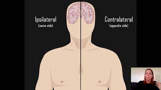 Ipsilateral vs Contralateral [upl. by Orgalim]