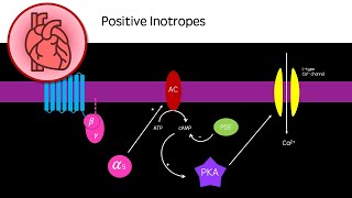 Positive Inotropes for Heart Failure [upl. by Malka]