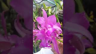 Hibrido de orquidea con Laelia speciosa [upl. by Dleifyar]