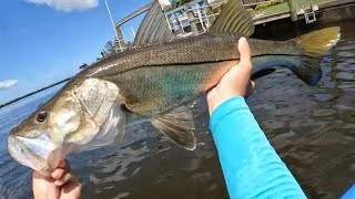 Cape Coral Florida big snook fight [upl. by Almap366]