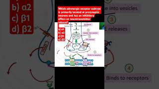 Which adrenergic receptor is located at presynaptic neurons and has an inhibitory effects [upl. by Novit]