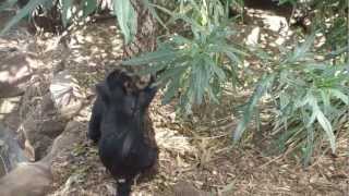 Tassie Devils  Tree Climbin [upl. by Aneerak999]