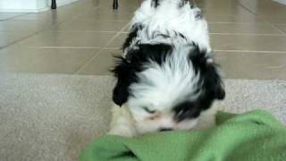 Mini Maltzus  Little Maltese x Shih tzu Puppy [upl. by Yeltsew]