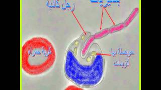 La phagocytoseدرس العلوم البلعمةwmv [upl. by Holds]