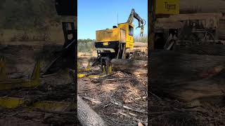 cutting big logs with tigercat 234b [upl. by Naujej952]