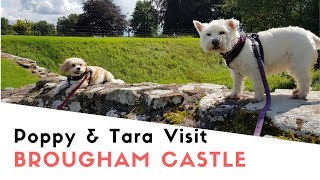 Poppy And Tara Visit Brougham Castle  Poppy And Taras Tour August 2019 [upl. by Nnasor126]