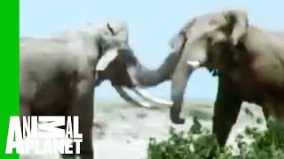 Elephant vs Rhino  Animal FaceOff [upl. by Fan]