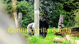 Gorilla gorilla gorilla  ZOO in Opole  Ultra HD video 4K [upl. by Valle493]