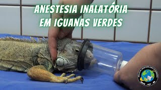 🦎 ANESTESIA em LAGARTOS Iguanas verdes [upl. by Baker387]