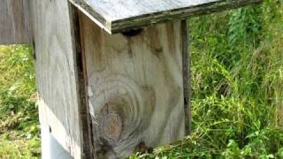 Bluebirds and Tree Swallows nesting together in paired boxes [upl. by Vincent163]