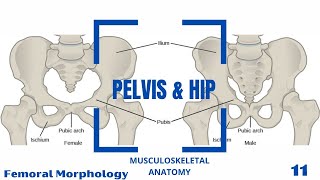 Femoral Morphology [upl. by Newra]