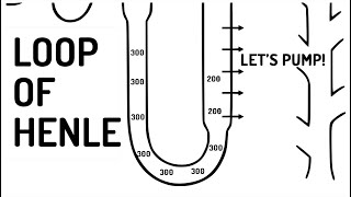 LOOP OF HENLE explained [upl. by Bosch85]