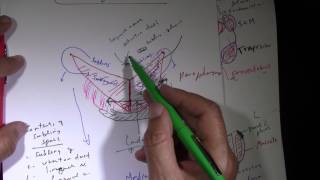 Fascial Spaces and Spread of Dental Infection [upl. by Renferd958]