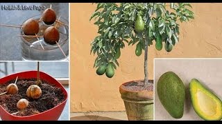 Comment faire pousser un avocatier à la maison [upl. by Aimerej185]