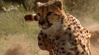 Cheetah vs Gazelle  Deadliest Showdowns  BBC Earth [upl. by Letney]