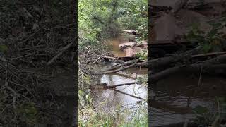 Caney Fork creek upside flow [upl. by Obaza803]