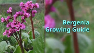 Bergenia Growing Guide [upl. by Atteuqihc]