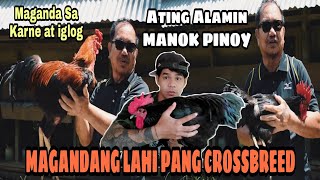 MAGANDANG LAHI PANG CROSSBREED  MANOK PINOY  ATING ALAMIN MULA KAY IDOL SEC MANNY PIÑOL [upl. by Ynohtnacram]