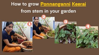 How to grow Ponnanganni Keerai from stem in your garden  Organic gardening  Alternanthera Sessilis [upl. by Eimilb313]