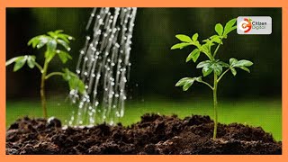 Nakuru girls highscool students plant over 6000 trees [upl. by Lili820]