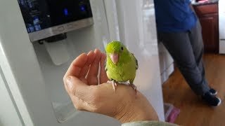 Ditty Worlds Best Talking Parrotlet [upl. by Kelci848]