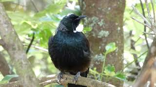 Birds during a summer walk in New Zealand [upl. by Mada]