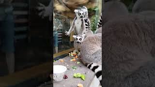 Ringtailed lemurs animals lemur catta ringtailedlamurs [upl. by Iaka]