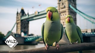 How These Exotic Parrots Ended Up in London  Wild To Know [upl. by Lesoj980]