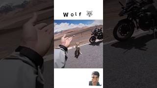 Bikers amp Wolf 🐺viralvideo shortvideo wolfviralshorts [upl. by Norrehc523]