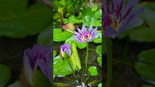 My Purple Color Colorata Waterlily 😍 fish fishpond shorts flowers wow trending aquatic love [upl. by Francois]