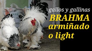 gallos y gallinas gigantes de la raza brahma armiñado también conocida como brahma light [upl. by Letney]