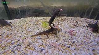 Ambystoma rivulare 16022024 [upl. by Schou]