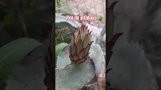 Flor de pitahaya Hylocereus purpusii 🌵 🌼 Botánica Pitahaya Jalisco México [upl. by Marih410]