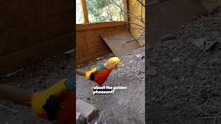 The Golden Pheasant  Such an underrated Species birdtrend goldenpheasant ytshorts exoticbirds [upl. by Marzi280]