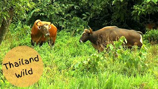 Banteng วัวแดง Herd with Two Big Bulls in Huai Kha Khaeng Wildlife Sanctuary Thailand [upl. by Ettevahs38]