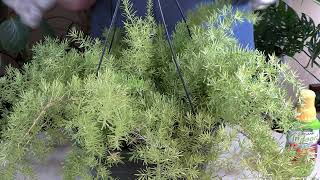 Asparagus Fern Care What to Know  Viewer Inspired [upl. by Auqcinahs]